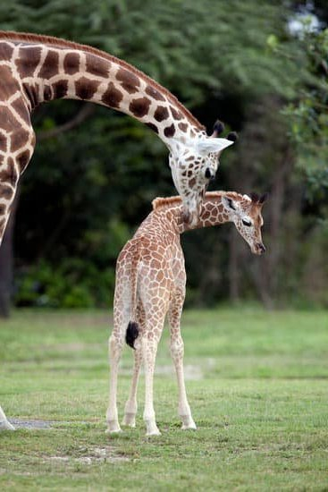 24 Weeks Of Pregnancy In Months 24 Weeks Of Pregnancy In Months