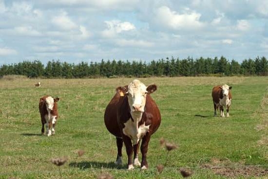 Bleeding Clear Discharge During Pregnancy Bleeding Clear Discharge During Pregnancy