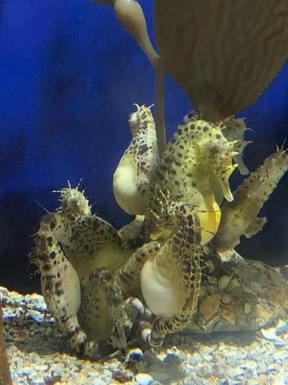 Brown Discharge And Smell During Pregnancy Brown Discharge And Smell During Pregnancy