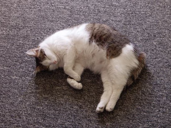 Positive Pregnancy Urine Test