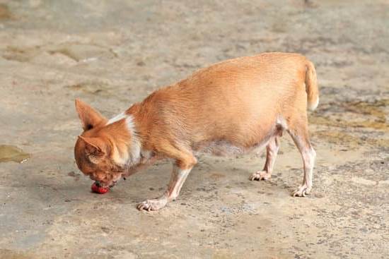 Maternal Nutrition Before Pregnancy Optimizing health through balanced diet and supplements prepares for maternal nutrition before pregnancy