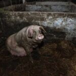 Nutritional needs for adolescent pregnancy: A guide to healthy eating for expectant teens