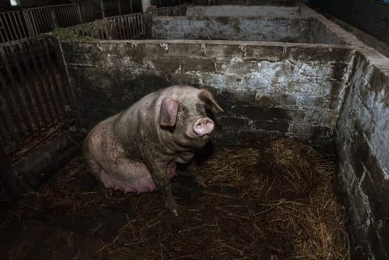 Nutritional Considerations of Adolescent Pregnancy Nutritional needs for adolescent pregnancy: A guide to healthy eating for expectant teens