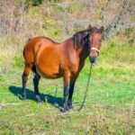 Is Vegaone Nutritional Shake Safe for Pregnancy VegaOne Nutritional Shake: Safe for Pregnancy. Consult your healthcare provider for personalized advice